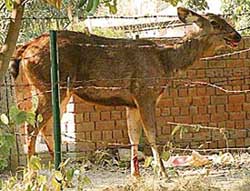 The sambar that strayed into the city in front of houses in Sector 46 in Chandigarh on Tuesday. 