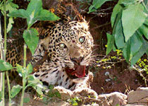 A leopard caught in a trap in a field at Baddi on Friday.