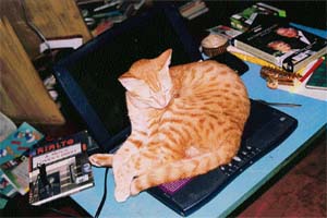 Keep your laptop out of the reach of your pet