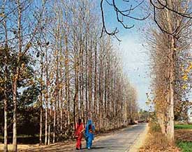 On a winter afternoon, two girls are walking back to their homes in Ballo Majra village of Mohali