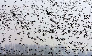winged visitors: Migratory birds fly over Hokarsar on the outskirts of Srinagar on Sunday. 