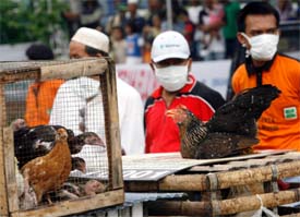 Indonesians look at chickens before they are slaughtered as part of a campaign to stem a flare-up of bird flu in south Jakarta on Sunday.