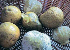 Rotten oranges lying in a basket at the canteen of a PU hostel in Chandigarh