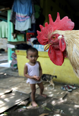 A child looks at a chicken as he plays at the yard of their house in Jakarta on Monday. As a strategy of fighting bird flu, from February 1 all backyard poultry found in residential areas of the city will be killed.