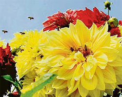 Bees are busy collecting nectar from flowers to produce honey in a Sector 29 garden in Chandigarh.