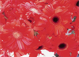 To make cut flowers last longer, pick them from your garden in the morning or evening