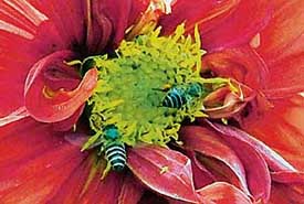A bee sucks nectar from a flower in full bloom announcing the onset of spring.