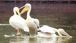 Birds cool off in a lake at the Delhi Zoo as temperature continues to rise in the Capital 