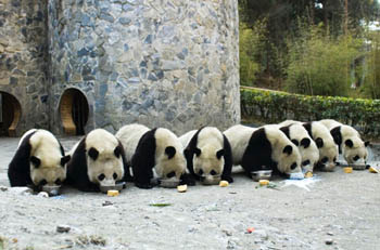 Panda cubs drink milk at the Research and Conservation Center for Giant Panda in Wolong Nature Reserve, southwest Chinas Sichuan province on December 25, 2006. The center, where 11 residential giant pandas gave birth to 18 cubs from July to September 2006, is soliciting names from the public for all 18 cubs, local media reported on January 24, 2007. 