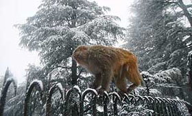 A monkey walks on a fence during snowfall in Kufri, 25 km from Shimla