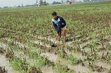 A farmer at Daha Jagir village near Karnal shows the damage caused to the potato crop in his fields due to the heavy rainfall durin