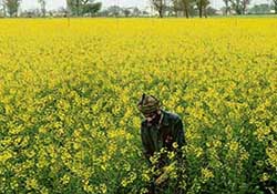 Expecting a bumper season, a farmer examines his mustard crop near Sanaur in Patiala district. 