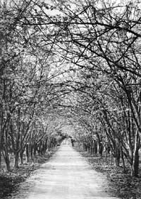Savinder Singhs Walk in the Orchard