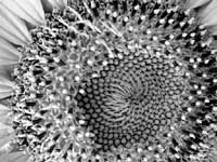 Dr Sandeep Chatwal captures the beauty of a flower.