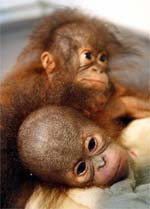 Five-moth-old female orangutans (Pongo pygmaeus) from Borneo lie in an animal hospital at Taman Safari Park, Cisarua, in Bogor, West Java, on Friday.