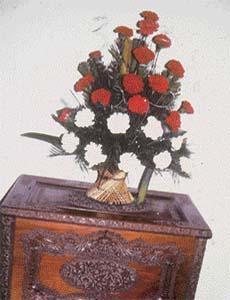 Carnations should be grown on raised beds