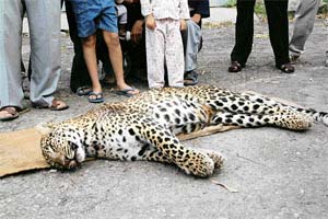 Leopards enter towns because of depleting forest cover