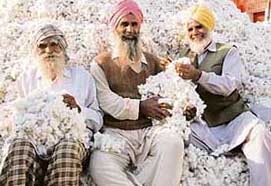 Farmers show cotton, which is now fetching Rs 2,300 per quintal, in Bathinda on Tuesday