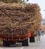 Tractor-trailers loaded with sugarcane line up near the Beas bridge on the Gurdaspur-Mukerian road on Wednesday.