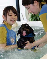 DOGS DAY: A 5-year-old dachshund receives physical therapy in a pool at "El Perro", an aqua fitness centre for dogs, in Tokyo