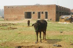 Jalandhar, February 26