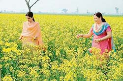 Women admire mustard in full bloom at a village near Khanna