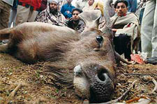 Three sambars, that strayed into Khudda Ali Sher village in Chandigarh, were found dead along the roadside