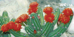 Even in the deserts, cacti are the potent signs of life and support hundreds of other lives too
