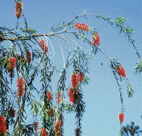 Bottlebrush has a natural bow and is suitable for planting near the entrance