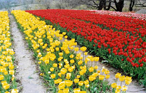 The biggest and ideally located tulip garden to be developed in Asia, Siraj Bagh can serve as a locale for shooting movies.