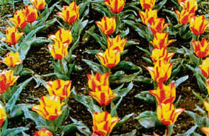 The biggest and ideally located tulip garden to be developed in Asia, Siraj Bagh can serve as a locale for shooting movies.