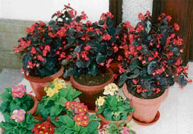 Potted plants are generally grouped together for flower shows