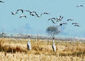 A pair of sarus cranes and other migratory birds at Keshopur wetland of Gurdaspur district. 