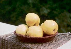 Available in hundreds of varieties, the Golden Delicious is popular the world over due to its benefits to health