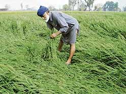 A farmer examines his wheat crop hit by inclement weather at Kala Bakra village, near Jalandhar, on Monday.