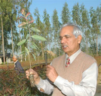 Forestry expert Piare Lal shows cloned eucalyptus saplings at his Semi Village farm