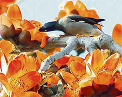 With Spring approaching and flowers in full bloom, a bird enjoys nector in Punjab Agricultural University, Ludhiana