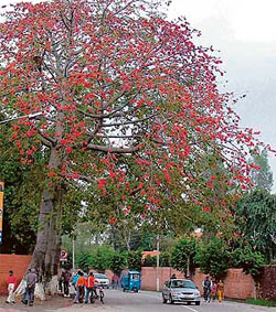 A tree in full grandeur with bright red flowers attracts virtually every passer-by near Mall Road in Ludhiana