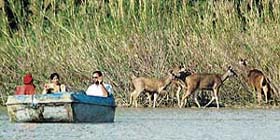A family enjoys boating amidst a rare sight of deer at the Sukhna Lake in Chandigarh