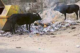 Polybags are being burnt at Palampur on Tuesday. Though the use of polythene is banned in Himachal Pradesh, heaps of polybags being burnt with impunity shows for sure that the ban is just on paper