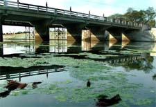 A carpet of algae in the Kali Bein in Sultanpur Lodhi is posing threat to aquatic life