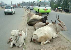 Unmindful of the busy traffic, stray cattles relax on National Highway No.1 in Jalandhar