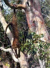 A leopard hangs upside down from a tree at Dabdehal village, 30 km from Jogindernagar.