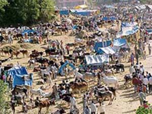 A view of the Nalwar Fair at Nagon Khud, Sundernagar. It happens to be the biggest cattle fair of northern India. The fair was inaugurated on Thursday and will conclude on March 28.