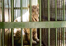 One of the white tigers received from the National Zoological Park, New Delhi, at Chhat Bir Zoo, near Chandigarh
