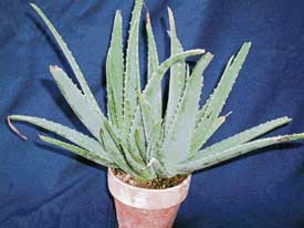 Aloe vera is aptly called The Plant of Immortality
