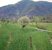 A view of Khatravari village near Sundernagar where a cement plant is proposed to be set up. Tramri wildlife nature reserve and a mining area (seen in the background) are only around 200 metre away from the proposed site.