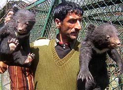 A forest officer shows two cubs that were rescued from Kralsanger, near Botanical Garden, and shifted to Dachigam Cemetry Care in Srinagar on Sunday