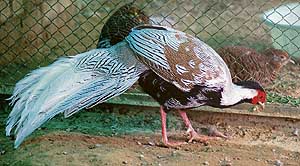 An exotic pheasant being kept in an unauthorised zoo in Baradari Gardens in Patiala.