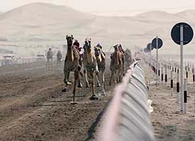 Camels, with remotely controlled jockeys, race towards the finish at the Al-Wathba racetrack in Abu Dhabi on Wednesday. The camels, aged up to three years, were taking part in the final round of races for this year.
